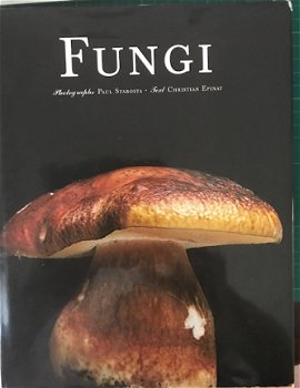 Fungi - 1