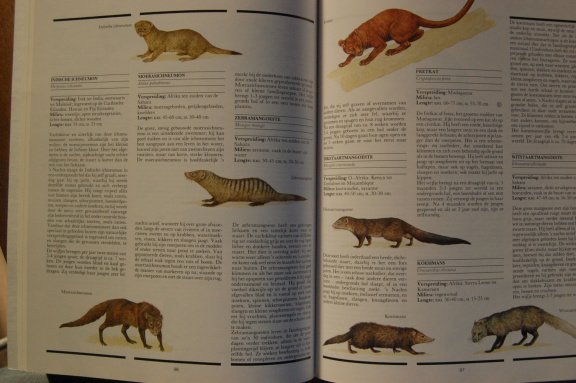 De wereld van de Zoogdieren - Afbeelding 4