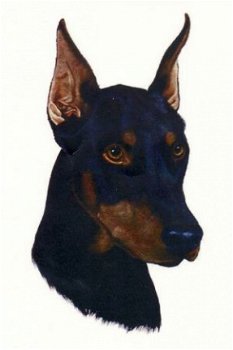 Borduurpatroon Dobermann hond - 1