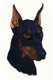 Borduurpatroon Dobermann hond - 1 - Thumbnail