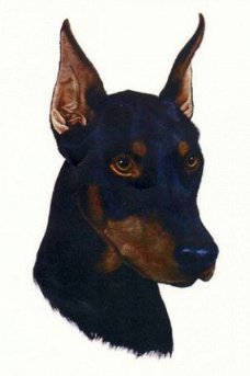 Borduurpatroon Dobermann hond