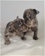 Uniek Nestje Franse Bulldog pups - 1 - Thumbnail