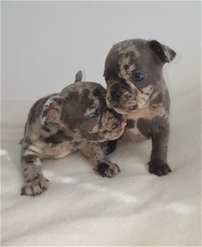 Uniek Nestje Franse Bulldog pups