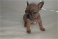 Uniek Nestje Franse Bulldog pups - 4 - Thumbnail