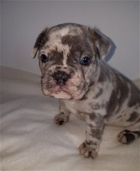 Uniek Nestje Franse Bulldog pups - 5