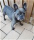 Uniek Nestje Franse Bulldog pups - 8 - Thumbnail