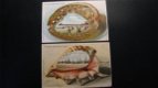 2 x Originele antieke ansichtkaarten Gruss aus Scheveningen (187)....jaren 00 - 1 - Thumbnail