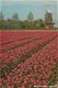 Keukenhof Lisse - 1 - Thumbnail