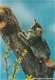 Kat in een boom - 1 - Thumbnail