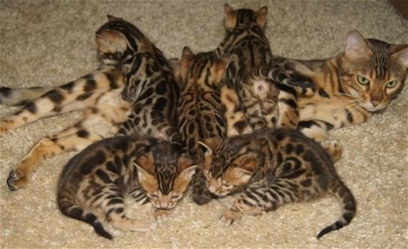 Bengaalse kittens voor herhuisvesting. - 1