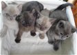 Burmese katjes - 1 - Thumbnail