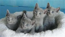 Chartreux-katjes klaar aan nieuwe huizen.