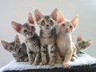 Rasechte Devon Rex-kittens beschikbaar. - 1 - Thumbnail