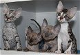 Rasechte Devon Rex-kittens beschikbaar. - 2 - Thumbnail