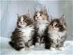 Maine coon katjes beschikbaar - 1 - Thumbnail