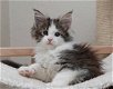 Maine coon katjes beschikbaar - 2 - Thumbnail