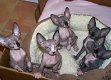 Sphynx katjes - 1 - Thumbnail