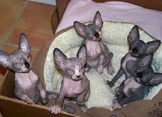 Sphynx katjes