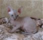 Sphynx katjes - 2 - Thumbnail