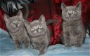 Russische blauwe katjes op zoek naar een perfect huis. - 1 - Thumbnail