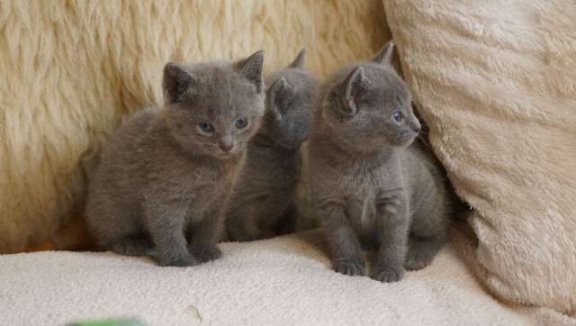 Russische blauwe katjes op zoek naar een perfect huis. - 2