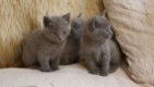 Russische blauwe katjes op zoek naar een perfect huis. - 2 - Thumbnail