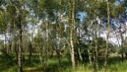 Bosgrond gezocht door heel Nederland - 1 - Thumbnail