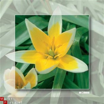 kaart flower_02 - 1