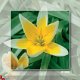 kaart flower_02 - 1 - Thumbnail