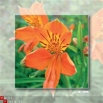 kaart flower_04 - 1