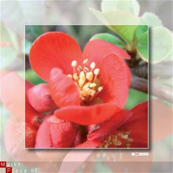 kaart flower_05 - 1