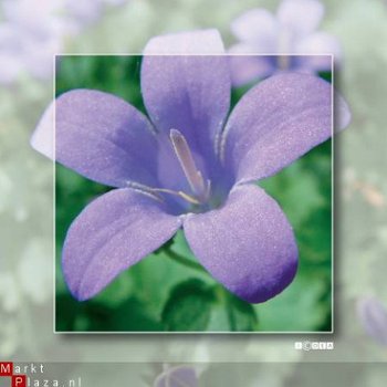 kaart flower_07 - 1