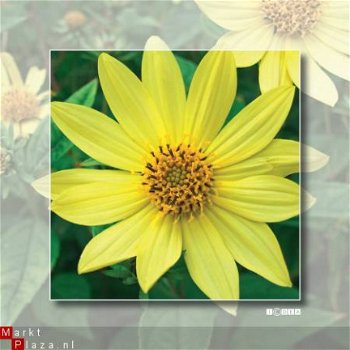 kaart flower_09 - 1