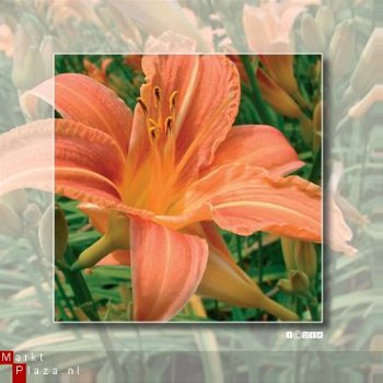 kaart flower_10 - 1