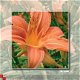 kaart flower_10 - 1 - Thumbnail