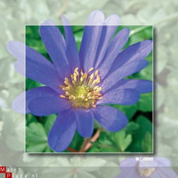 kaart flower_12 - 1