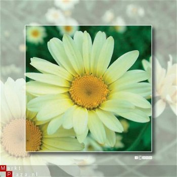 kaart flower_16 - 1