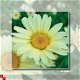 kaart flower_16 - 1 - Thumbnail