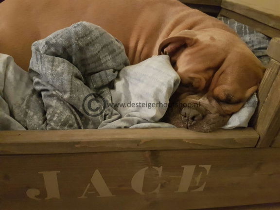 Stoere steigerhouten hondenmand in een houttint. - Afbeelding 2