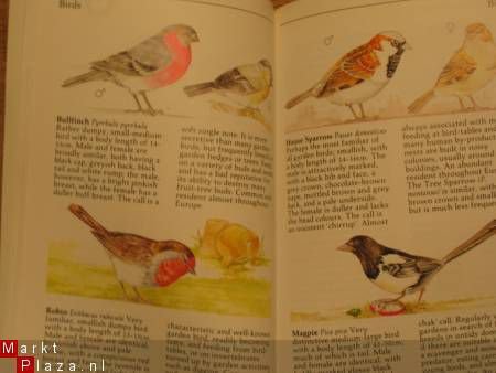 Garden Wildlife - Afbeelding 2