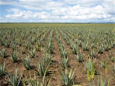 aloe vera met al snel 35% korting en steun "Sandhoff" onderzoek