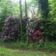 Rododendron kopen met korting. - 1 - Thumbnail