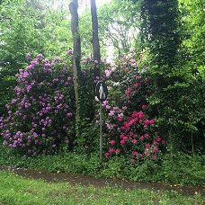 Rododendron kopen met korting.