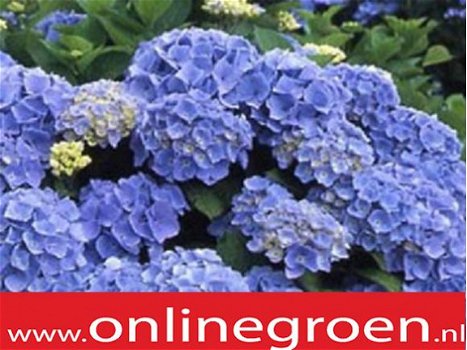 Hortensia kopen met korting. - 1