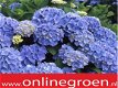 Hortensia kopen met korting. - 1 - Thumbnail