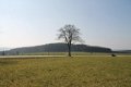 4760 MANDERFELD – EIFEL : mooi gelegen bouwpercelen, vanaf 7a46ca, mooi uitzicht. - 5 - Thumbnail