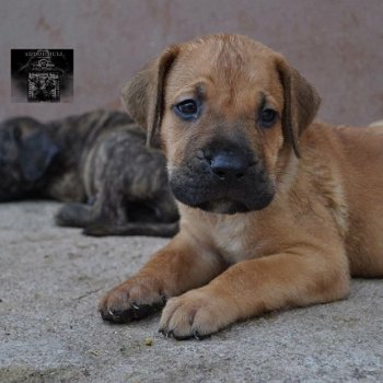 Presa Canario Puppies - 1