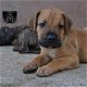 Presa Canario Puppies - 1 - Thumbnail