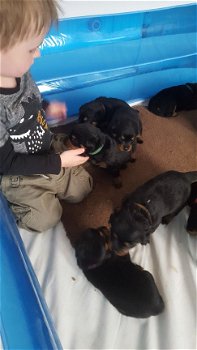 Prachtige Rottweiler-puppy's - 1