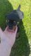 Prachtige Rottweiler-puppy's - 2 - Thumbnail